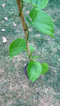 🌿 Indian Giloy / Guduchi / Amrita Vine (Tinospora cordifolia) Plant Organic– 1 Gallon Pot – $30