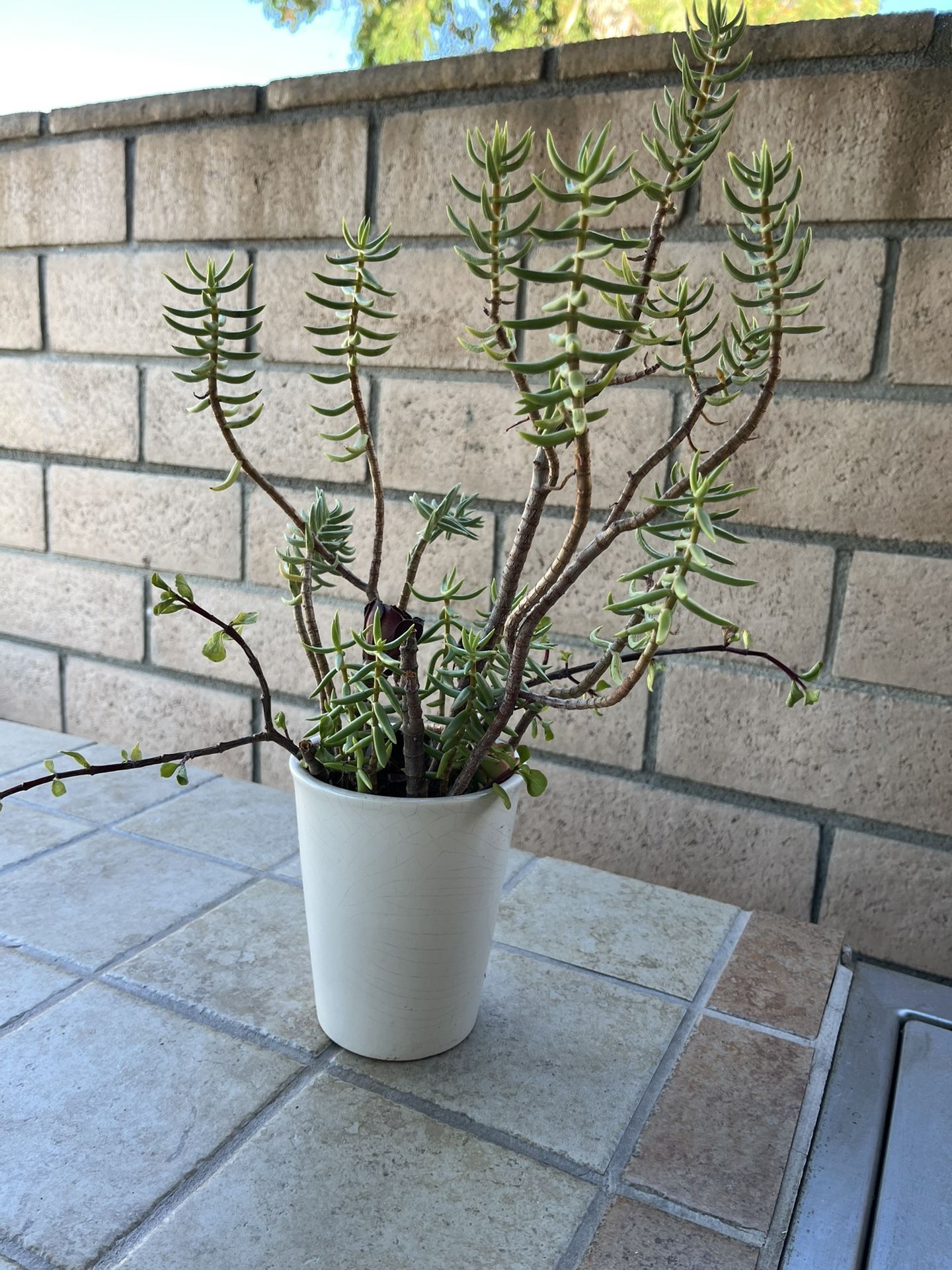 White Ceramic Pot With Succulent’s