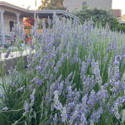 Fresh English Lavender Flower💐