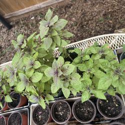POTTED PLANTS 10-25$