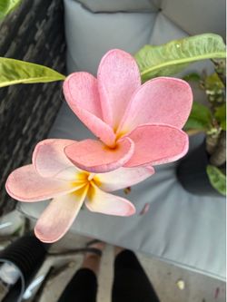 Huge plumeria sale!