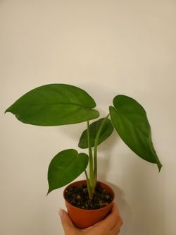 Syngonium Chiapense