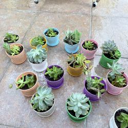 Succulents Plants 