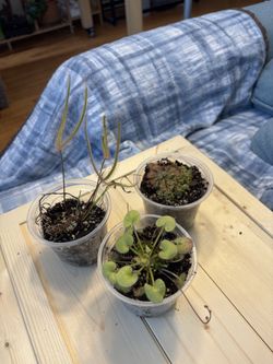 Three sundews carnivorous plants.