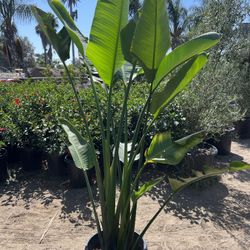 Giant Bird Of Paradise