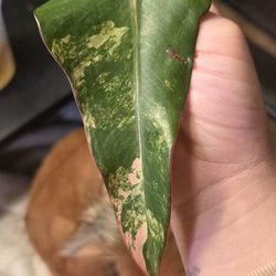 Strawberry Philo High Var. Cutting