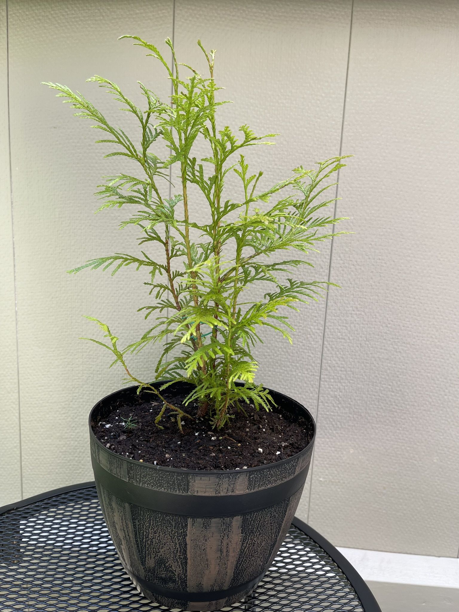 ❗️🐿️ Well Established Young Organic Red Cedar Tree (Balcony, Porch, Deck, Garden).