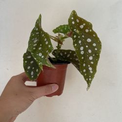 Beautiful Begonia Maculata Plant
