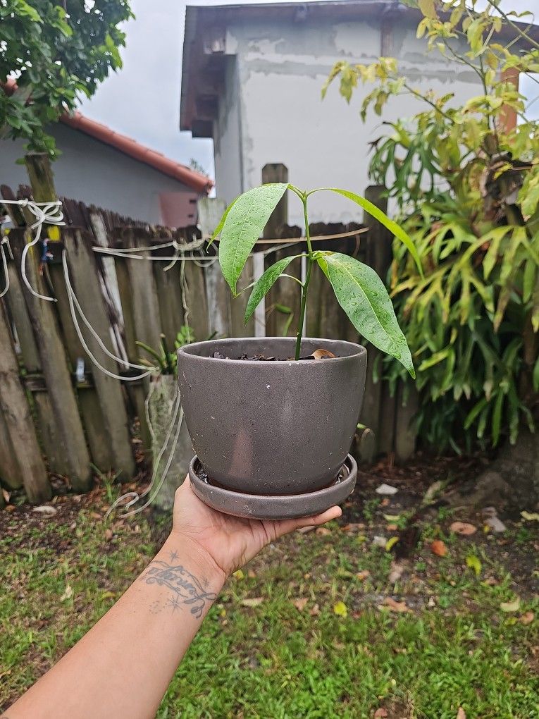 Plants!!