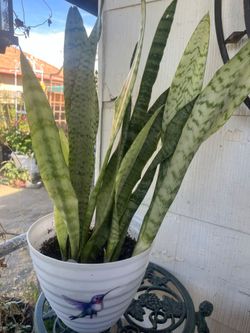 Real snake plant