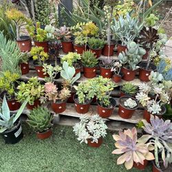 Variety Of Succulents Plants Cactus 