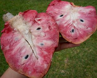 Red custard apple Seedlings