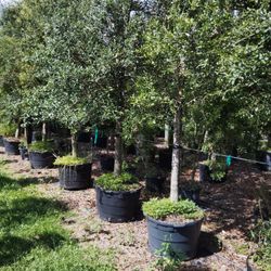 Live Oak Trees 20 Ft Tall Delivered And Planted