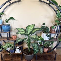Circular Plant Stand – Excellent Condition
