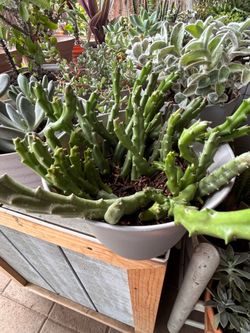 Succulent plant