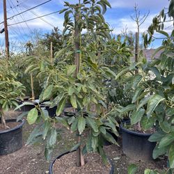 Hass Avocado Tree