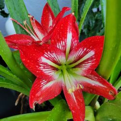 Amaryllis Plant