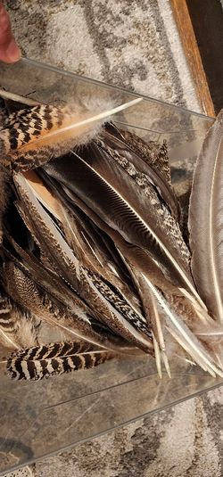 Peacock Under-feathers