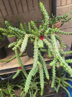Big Red Dragon Stapelia