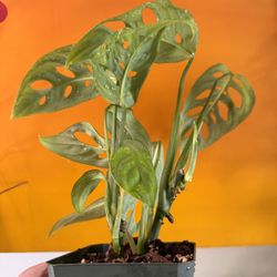 Monstera Esqueleto RARE