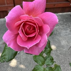 Pink Rose Plant