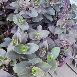 Tradescantia Pale Puma plant ten cuttings