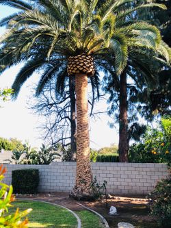 Palm Care