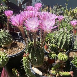 Cactus en maceta de cinco galones floreando grandes