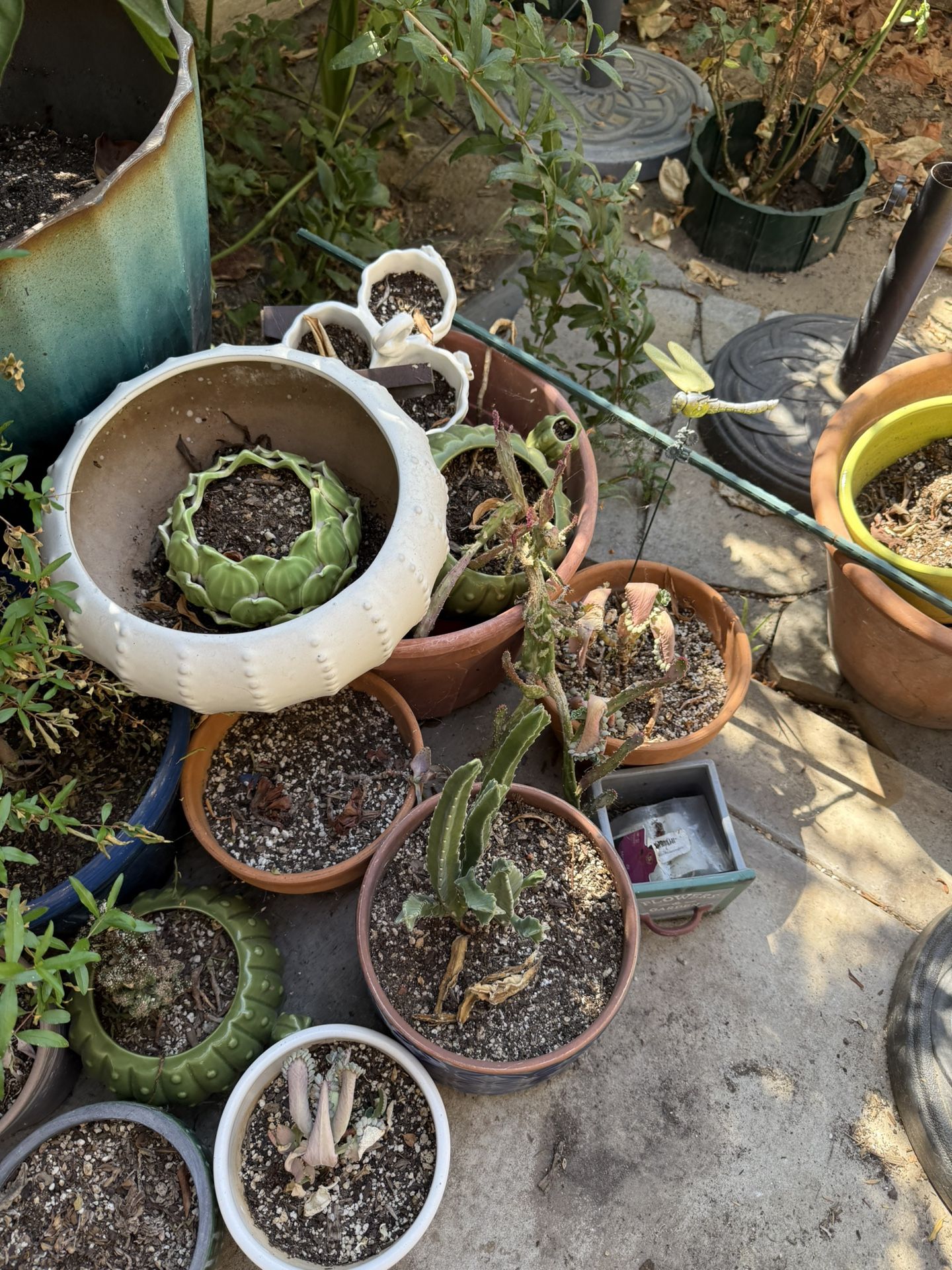 Pots And plants