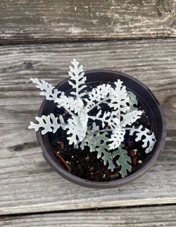 Dusty Miller Plant  6 Inches Tall