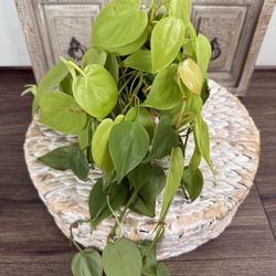 Lemon Lime Philodendron