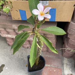 Plumeria Plant