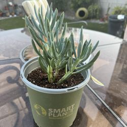 Blue Chalk Stick Succulent Live Plant !