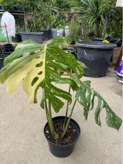 Thai monstera