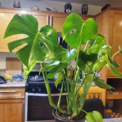 Healthy Monstera Deliciosa Plant