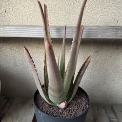 Aloe Vera Plant/Savila