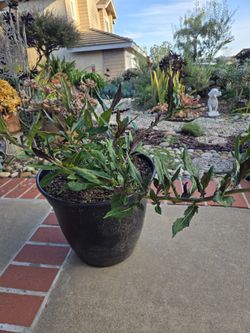 Rare Okinawan Spinach (Gynura bicolor), $19 for 8 gallon pot. 