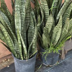 Plants 