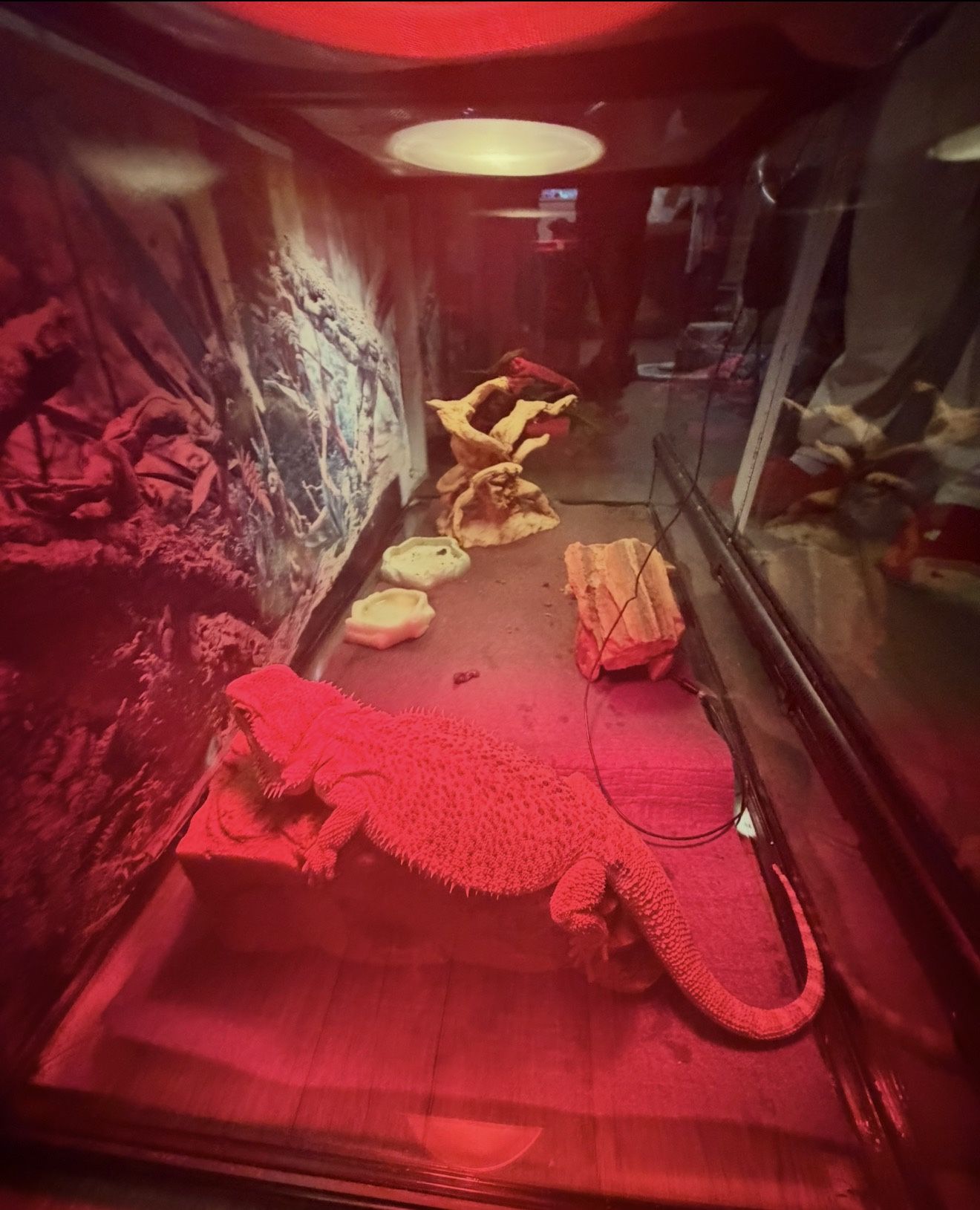 Bearded Dragon Full Size Tank And Heat Lamps Included 