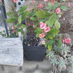 Small Crown Of Christ Plant