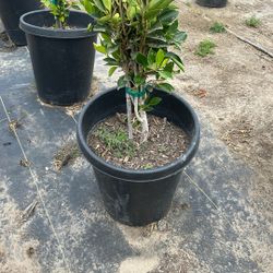 Ficus Plant