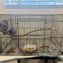 Bird Cage
