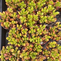 Succulent 3