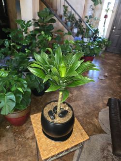 22in tall Dracena plant in new 7.5in pot with polished stones and plate