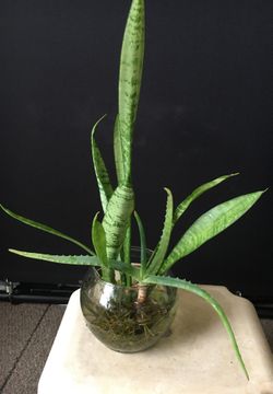 In and outdoor plant 🌱 with Fish