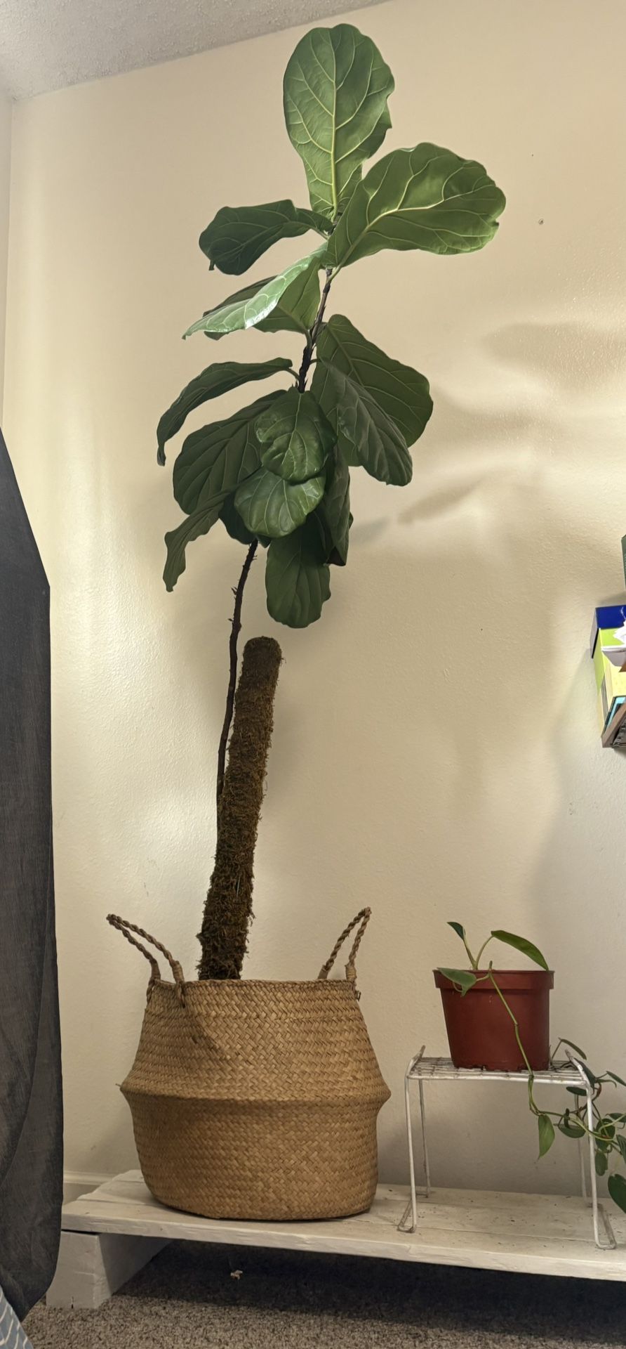 tall fiddle leaf fig plant with basket