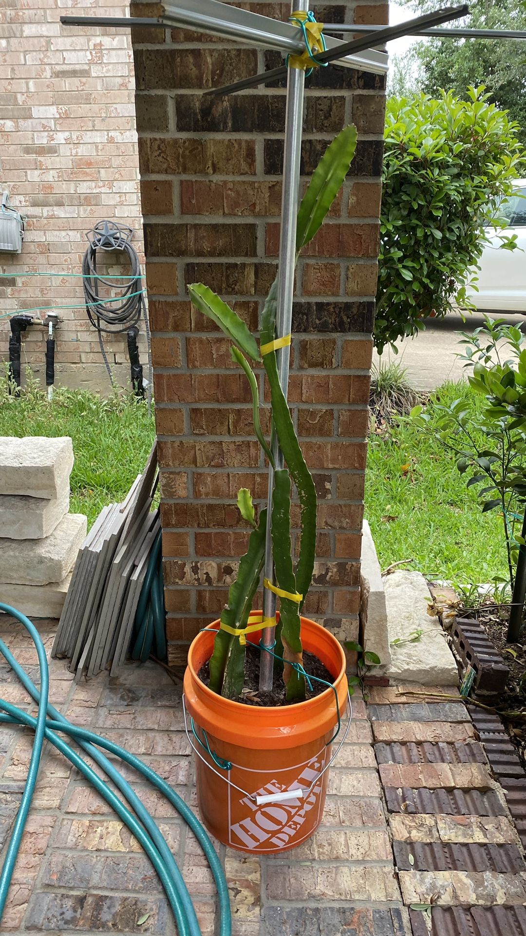 Dragon Fruits Plants 