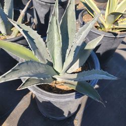 Agave Blue Americana.