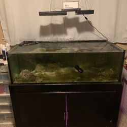 Reef Tank