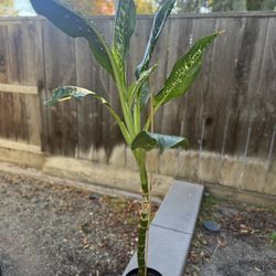 Dieffenbachia Crocodile